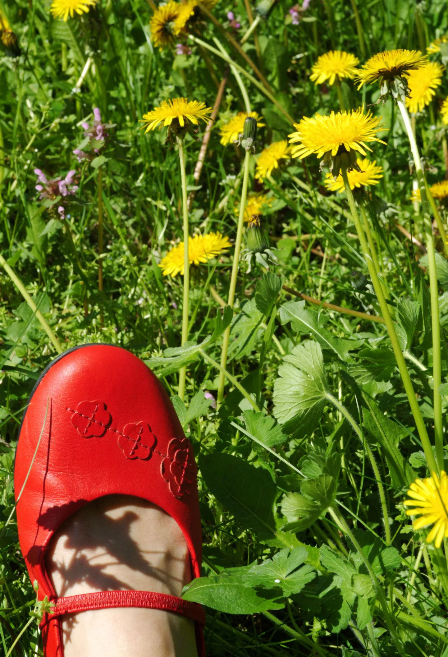 Suvi.