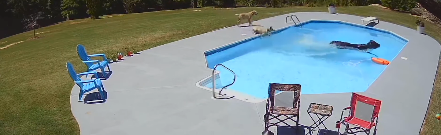Lehma põgenemine lõppes basseinis