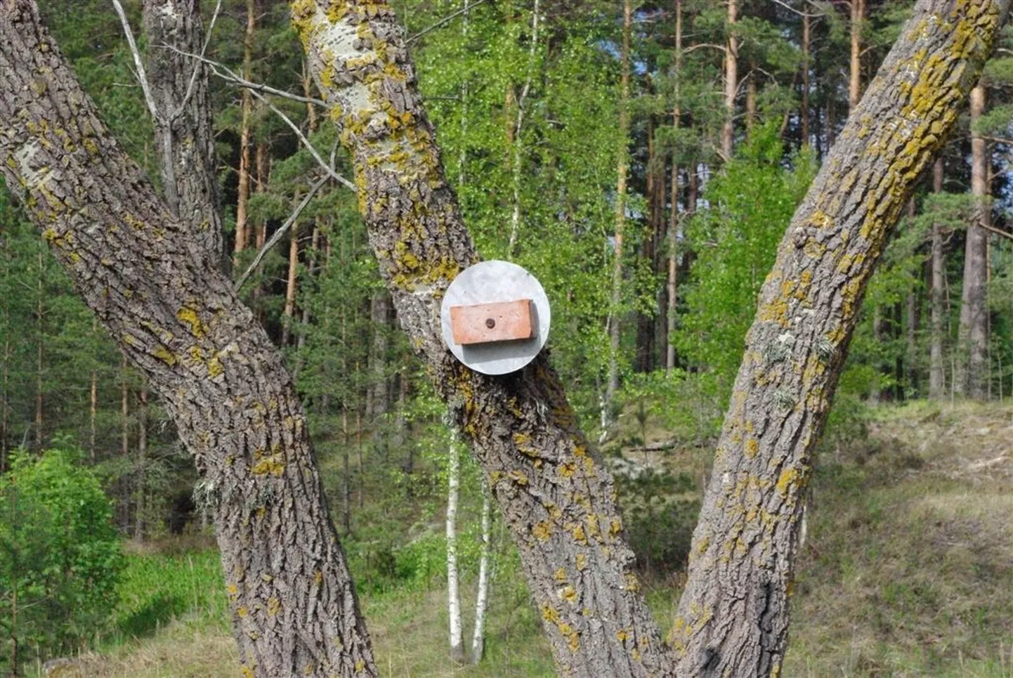 Isetehtud liiklusmärk