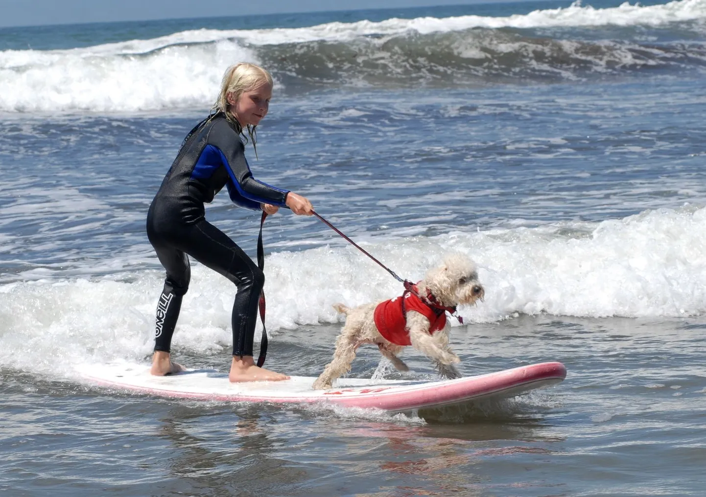 Californias toimunud koerte surfivõistlus.