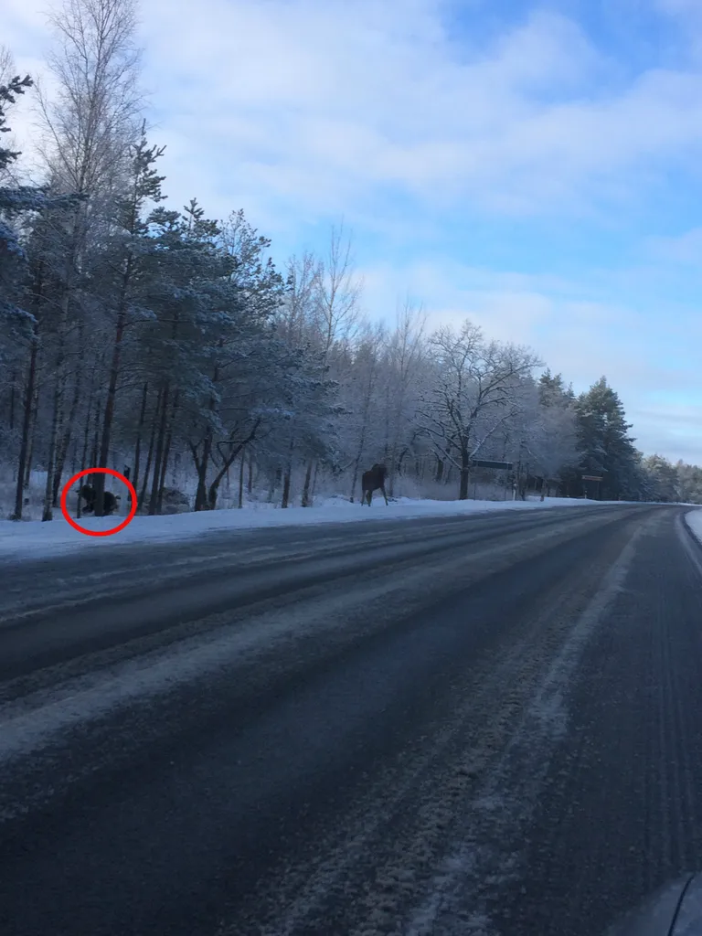 Saaremaal silmatud kummaline vaatepilt.