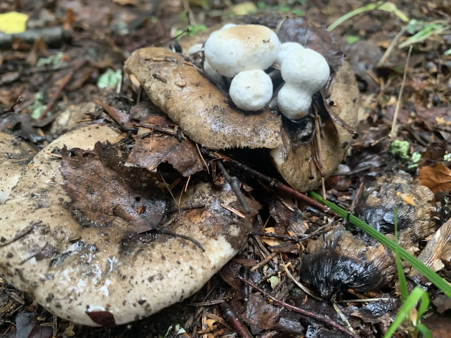Seen seene peal, ilma nõela pistmata.