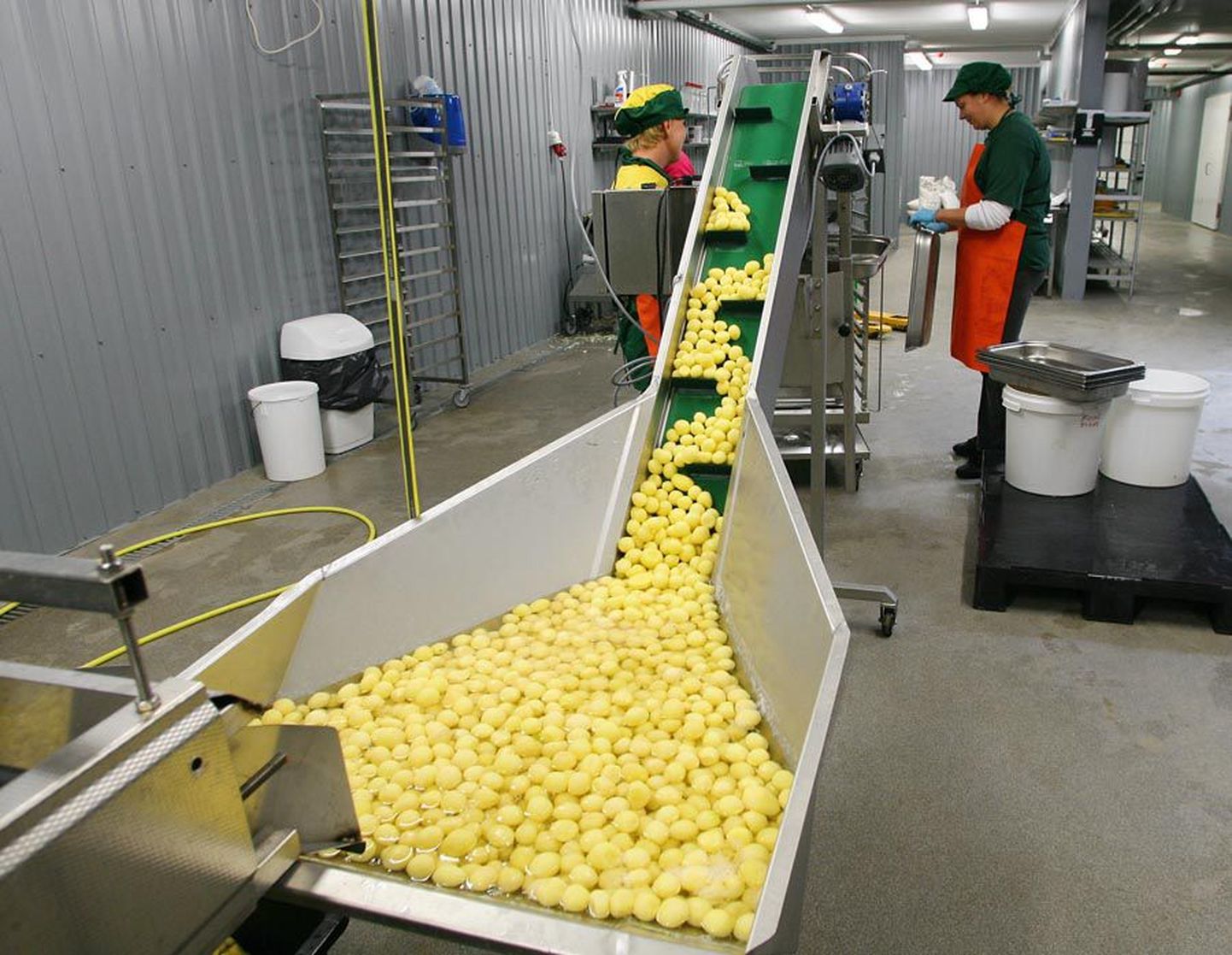Kooritud kartulid sõidavad eskalaatoriga järgmisse tööjärku.