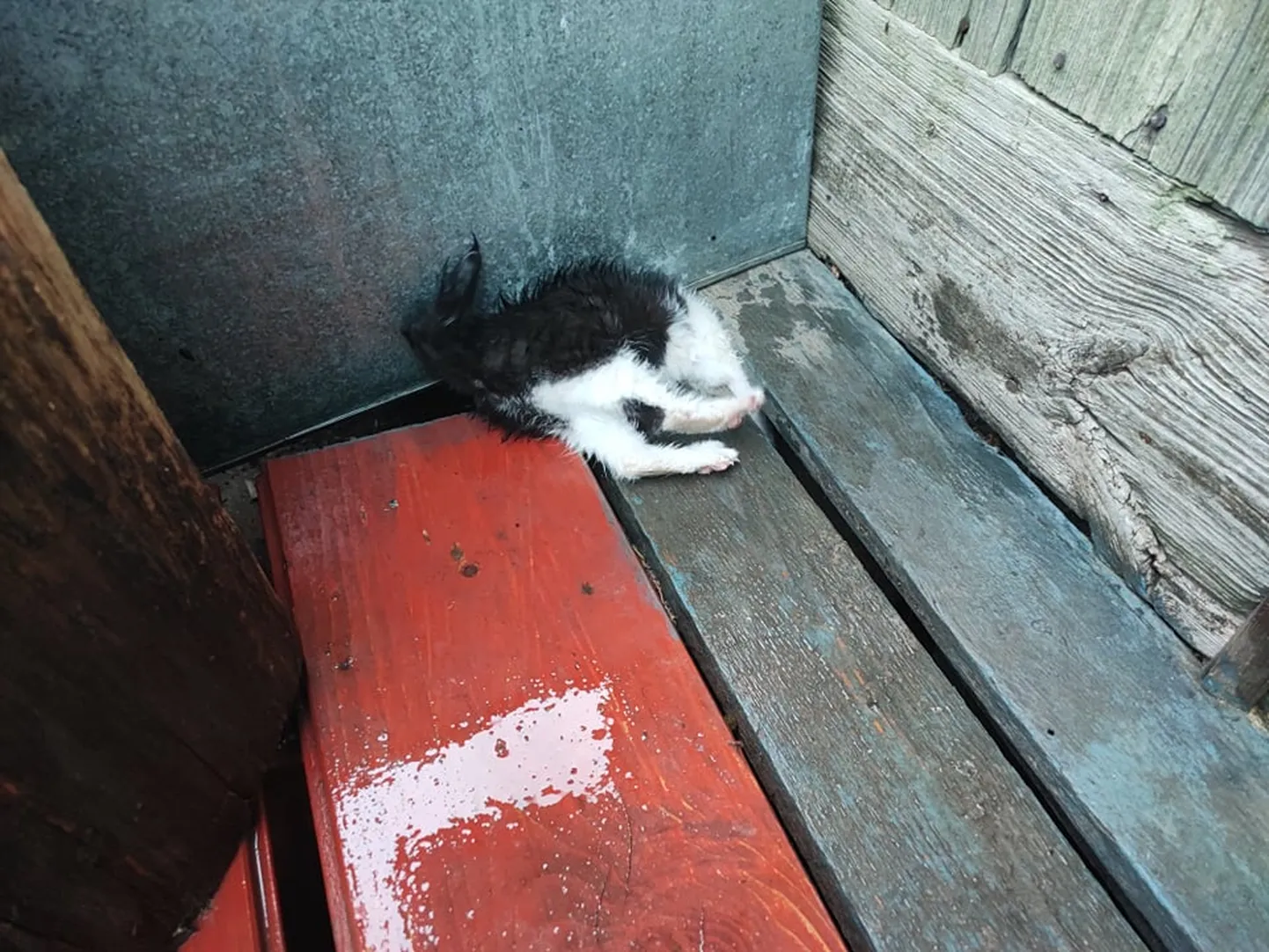 Lõksu jäänud kassipoeg.