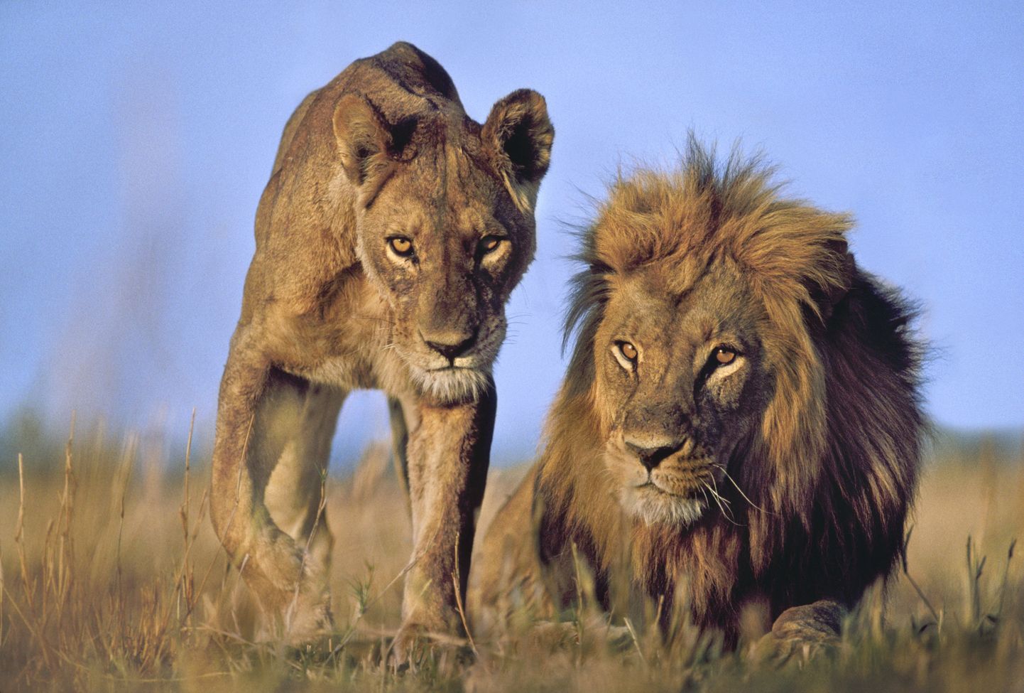 Emane ja isane lõvi.