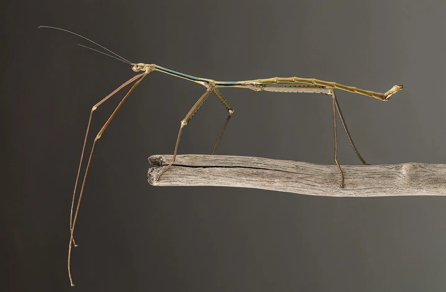 Phryganistria chinensis