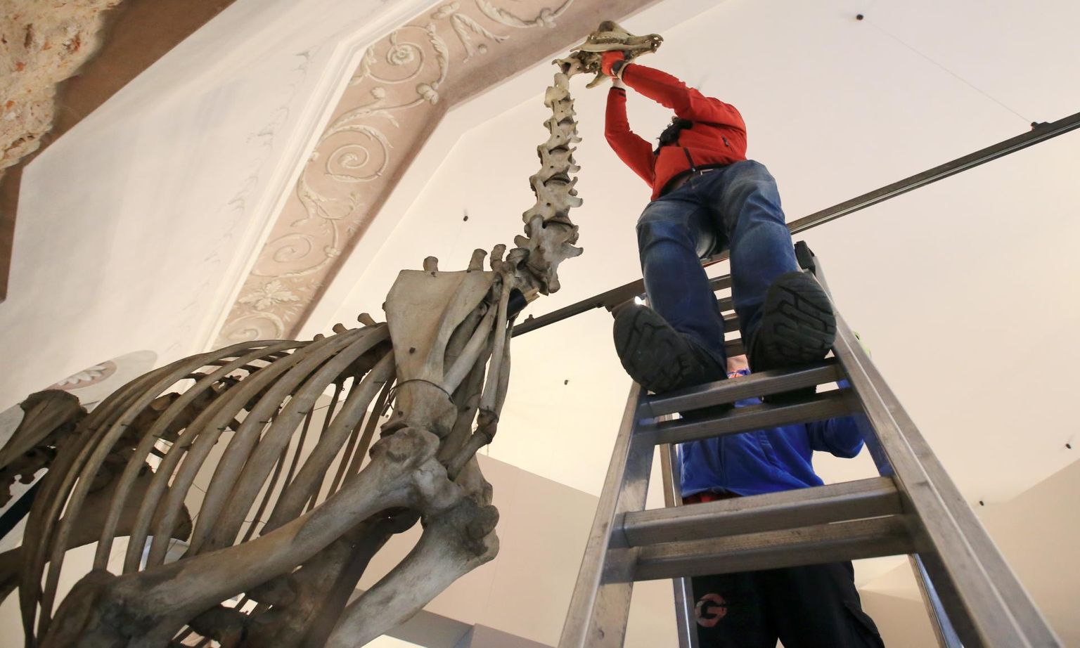 KLG Eesti töötaja Roman Bronzov ronis reedel Tartu ülikooli muuseumi lae alla, et kaelkirjakule kolimise käigus ära võetud kolp tagasi panna.
 