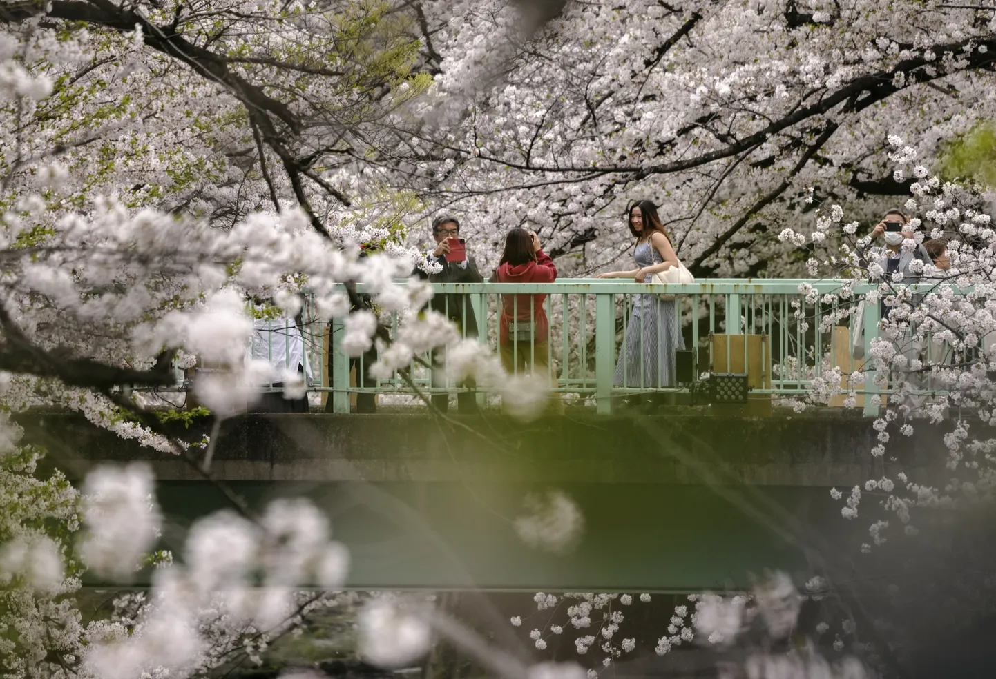 Время цветения сакуры в Токио, 8 апреля 2024 года.