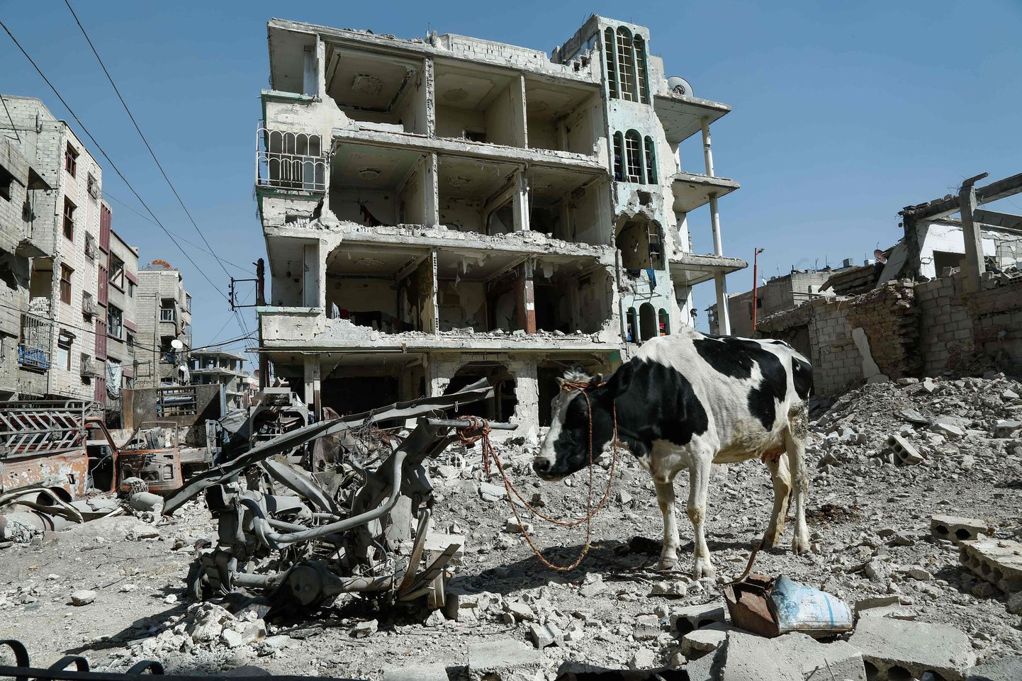 A cow is seen attached to scrap metal near destroyed buildings in Douma, in the rebel enclave of Eastern Ghouta on the outskirts of Damascus on March 12, 2018.
Syria's regime pressed its relentless offensive on Eastern Ghouta as diplomats at the United Nations pushed for new efforts to end the "bloodbath" in the rebel enclave. / AFP PHOTO / HASAN MOHAMED