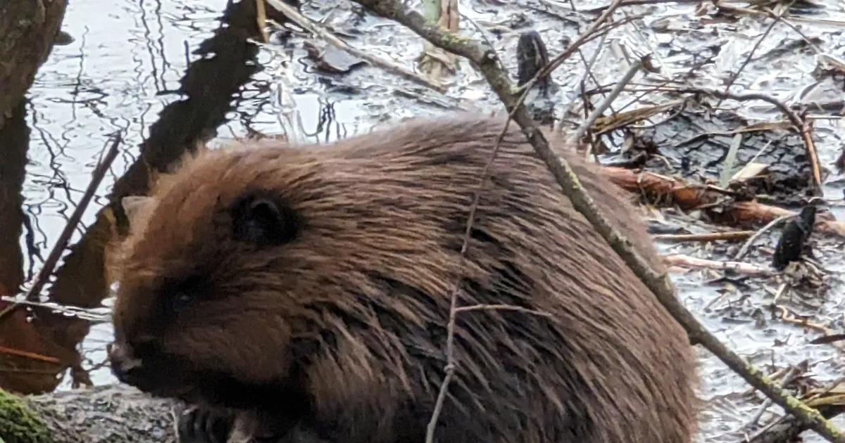 PILDID JA VIDEO Vaata ja naudi, kuidas julge kobras keset südalinna ...