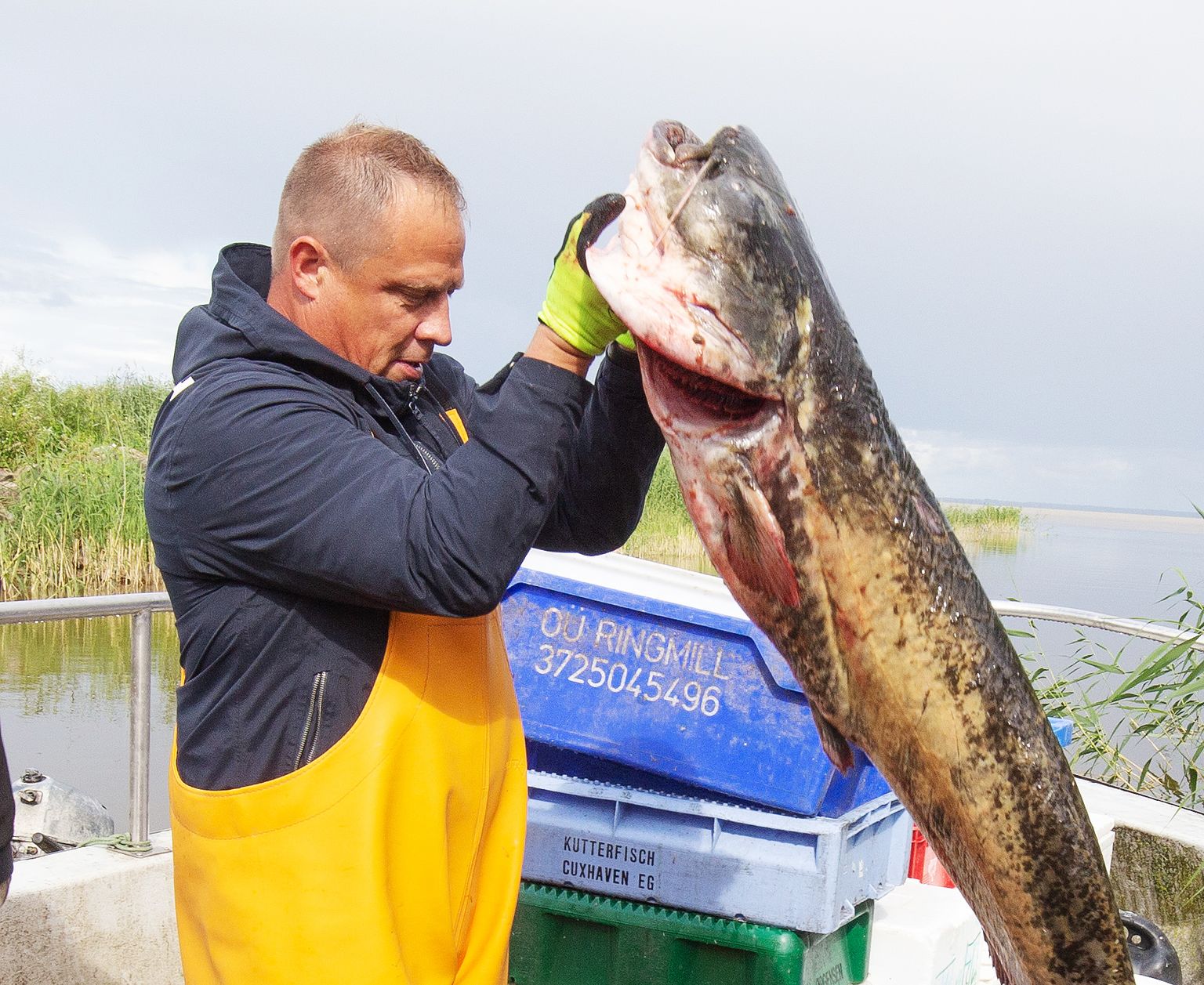 Kalur Üllar Koni isasägaga, kes oli umbes 15-aastane ja kaalus 28 kilo, pikkuseks 180 cm.