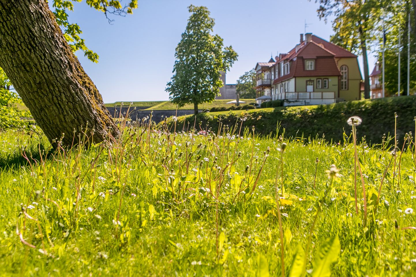 ELURIKKUS: Kuressaare linnapargis jäetakse niitmata, et säilitada elurikkus.