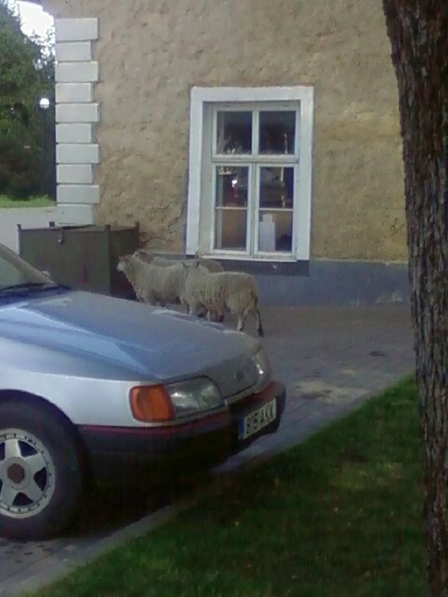 Lambad Rakvere linnas.