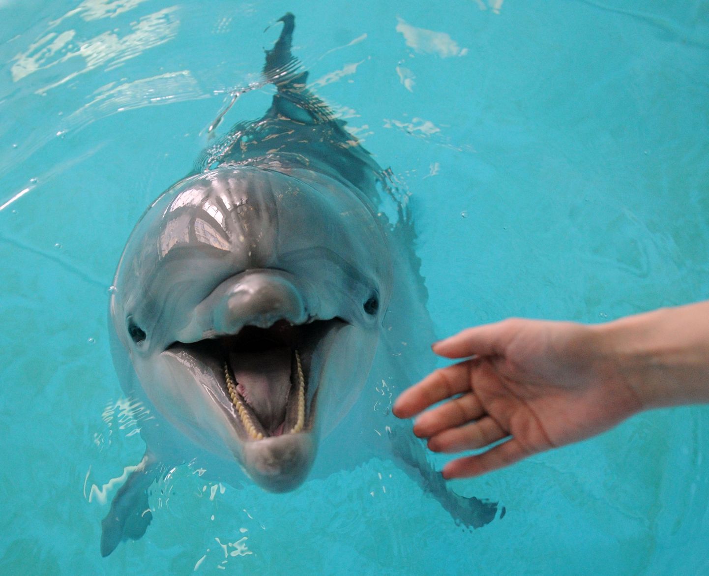 Delfiin Moskva delfinaariumis