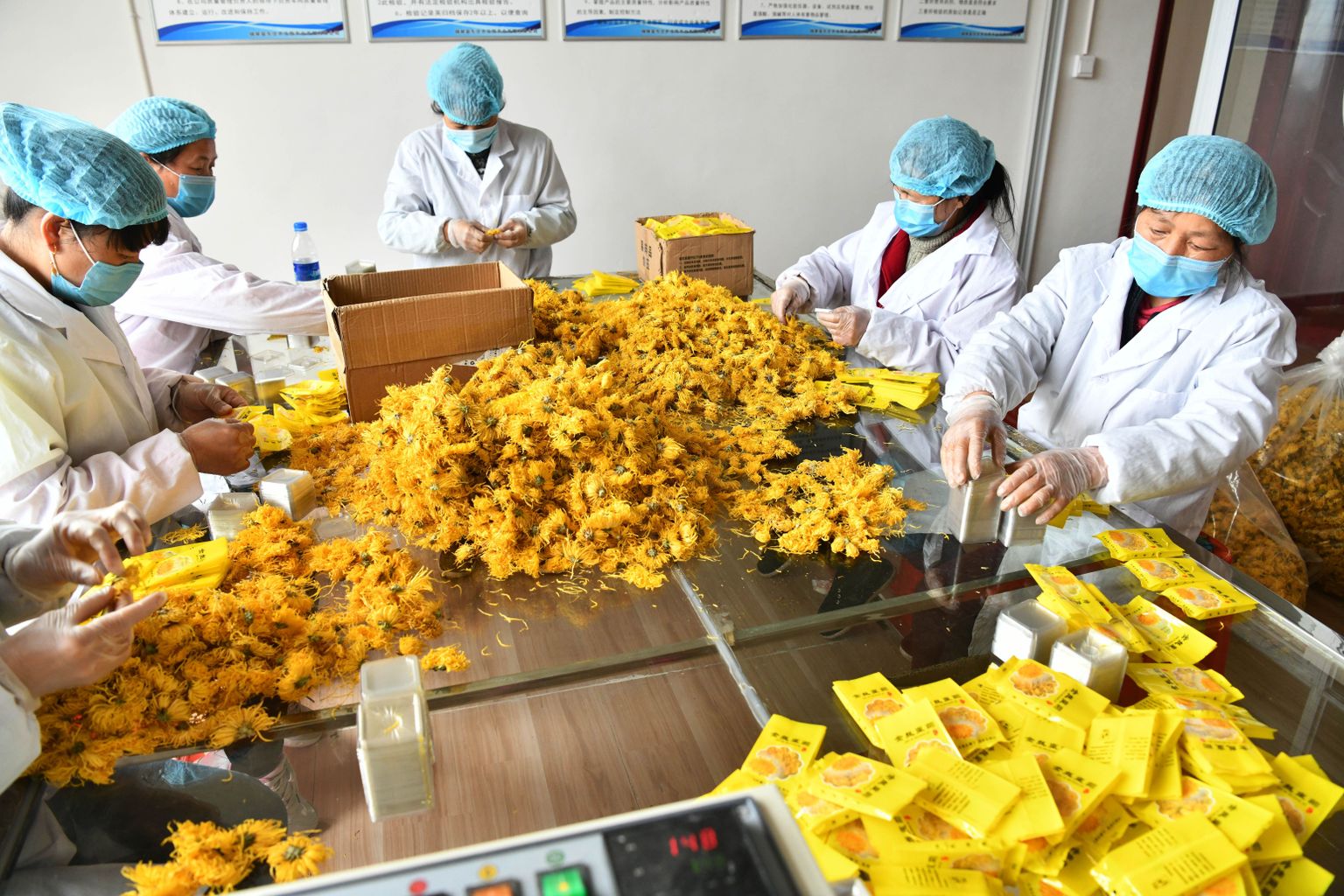 Õietolmu suhtes tundlikel inimestel võib allergiline reaktsioon tekkida kokkupuutel korvõieliste taimedega, näiteks krüsanteemid, saialilled, päevakübarad. Pildil krüsanteemitee pakendajad Dongzhuangi külas Hiina Guizhou provintsis 11. märtsil 2020.