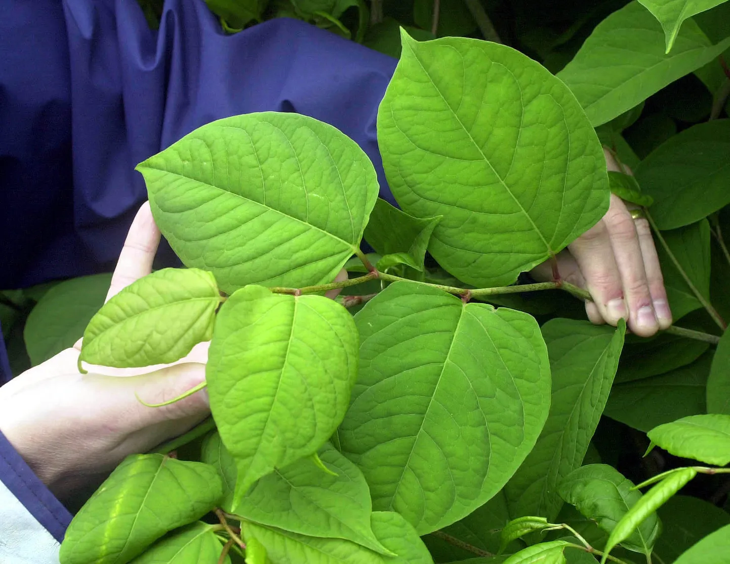 File photo dated 16/5/2000 of Japanese knotweed. Landowners will be able to claim damages if the &quot;pernicious&quot; Japanese knotweed has encroached on their land following a Court of Appeal ruling.