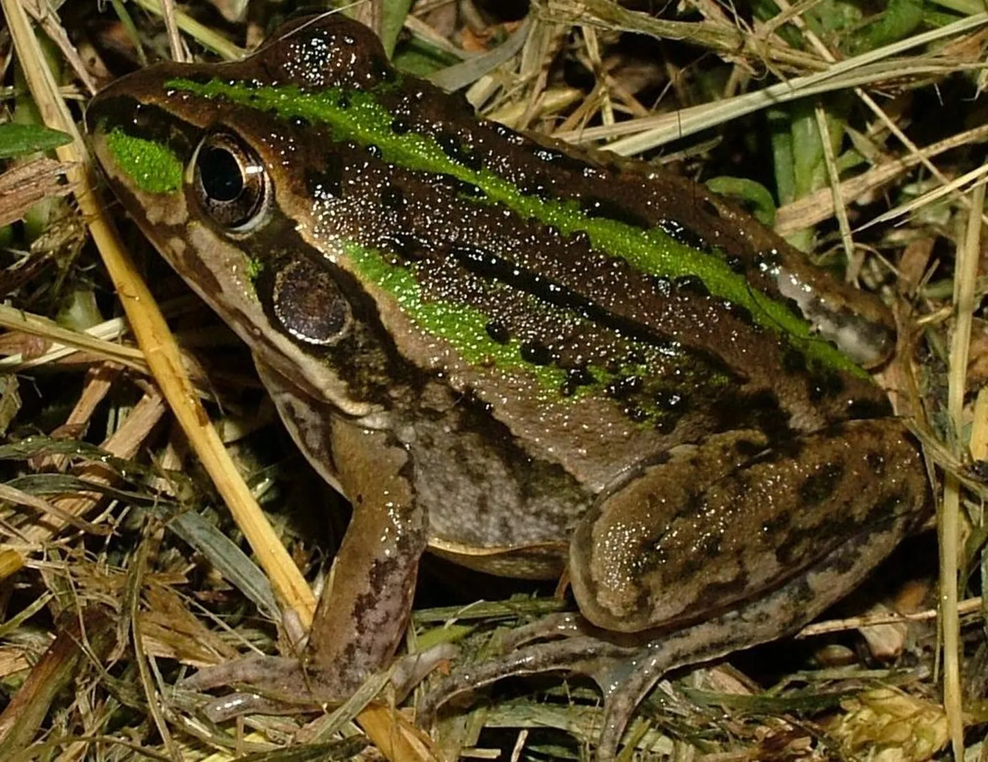 Cyclorana alboguttata konn