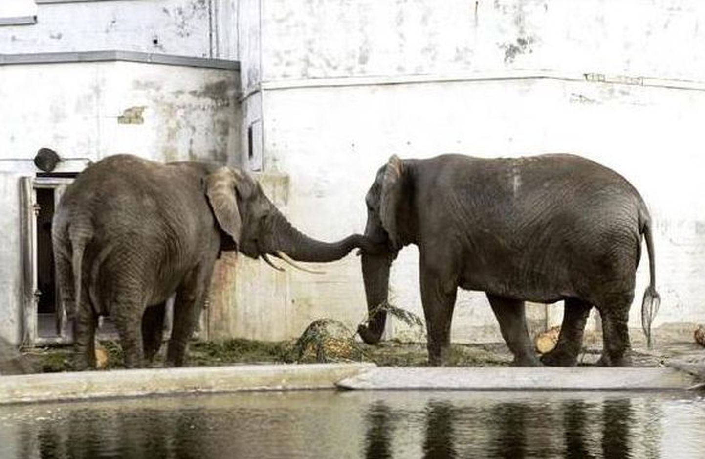Aafrika elevandid Tallinna loomaaias.