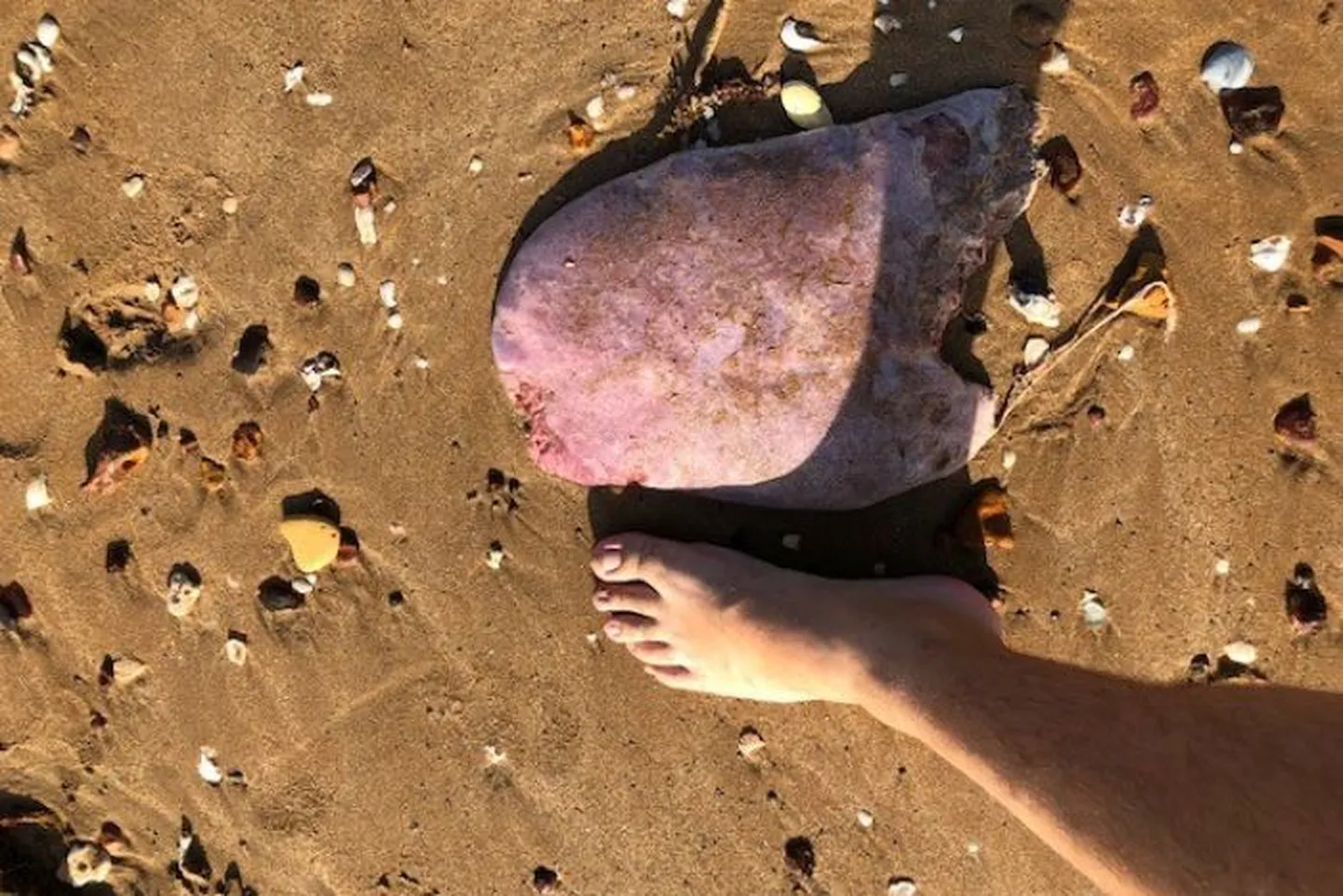 Kummaline keel Austraalia Darwini rannal