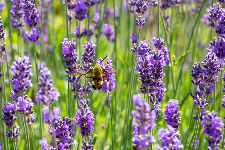 Lavendel on üks liblikate ja mesilaste lemmiktaimi.