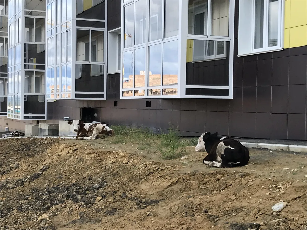 Sa võid küll tahta pääseda külast, aga küla tuleb ikkagi sinuni. Tajožnõis vabalt ringi hulkuvad lehmad alumiinimumitehase moodsas elurajoonis. Suured elumajad annavad neile mõnusat varju. Ja ilmselt on ilusate majade vahel ka rohi rohelisem.