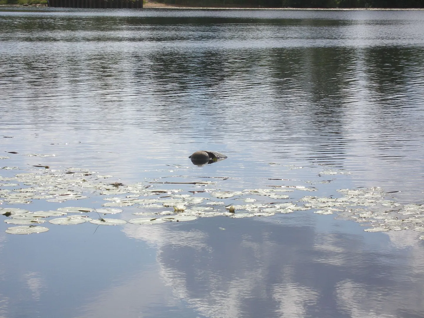 Päästjad tõid Pärnu jõest välja mehe surnukeha.
