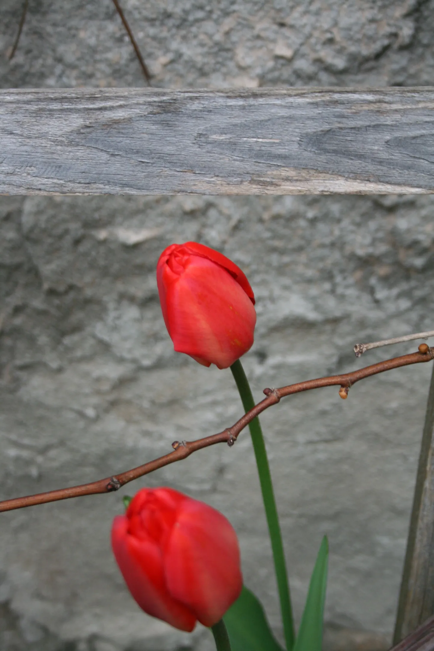 Artikli foto
