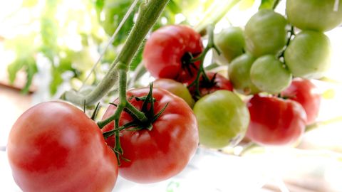 Kahe tomatikasvataja juurest leiti ohtlikku tomativiirust