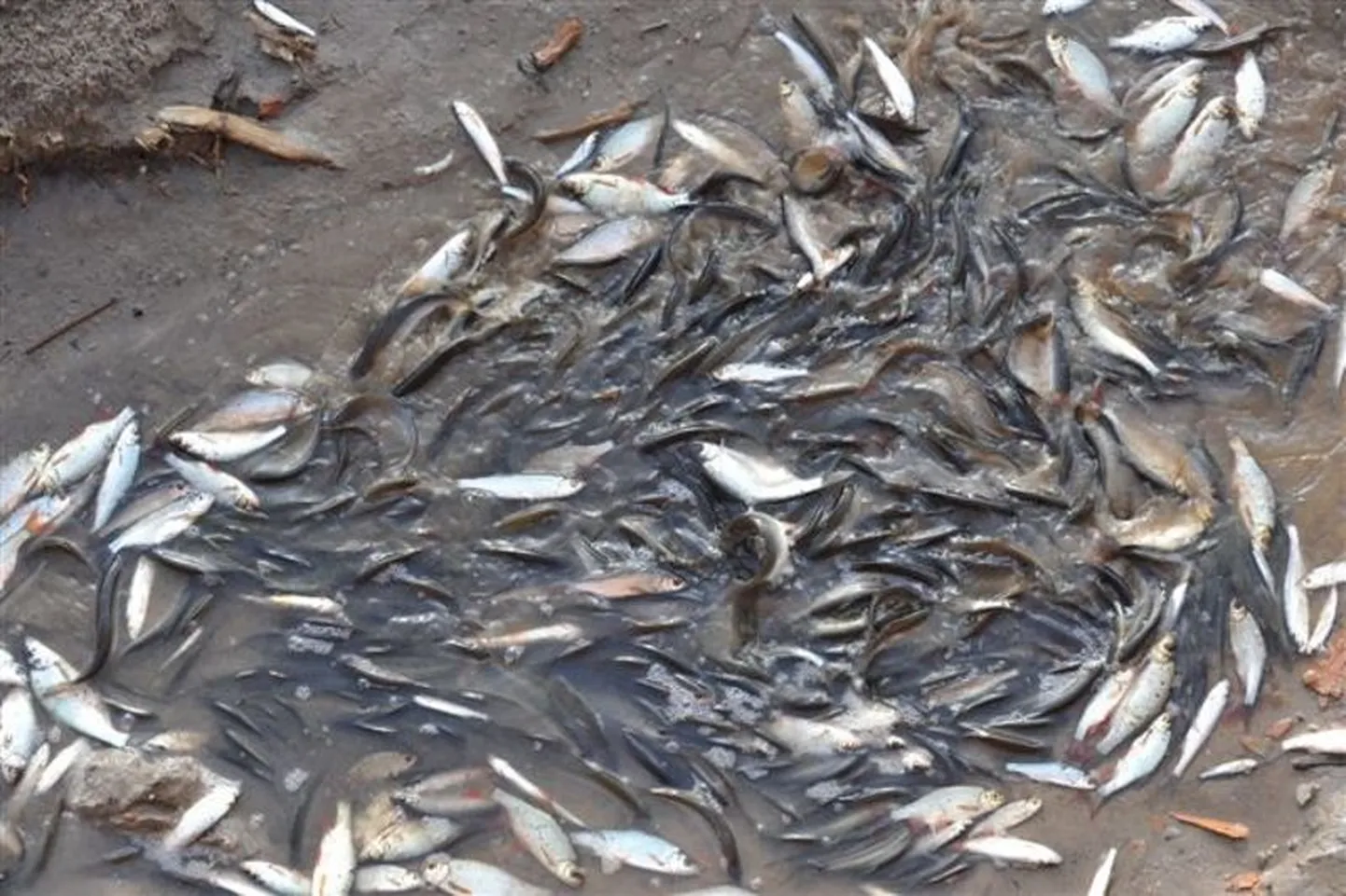 Surnud kalad Vallikäärus.