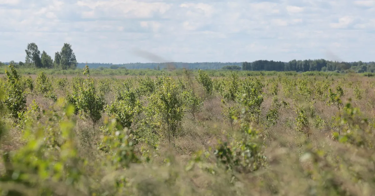 Ettevõtja istutas Võrtsjärve hoiualale loata tuhandeid puid
