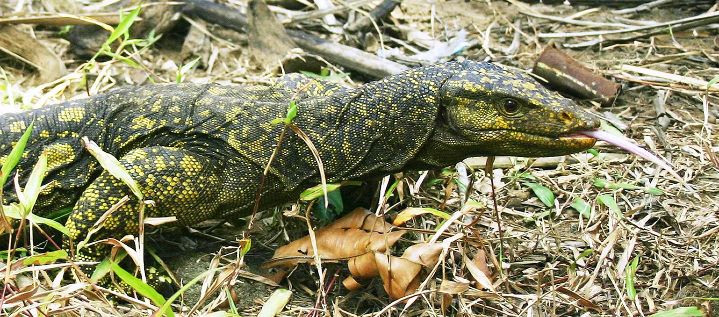 Varanus bitatawa