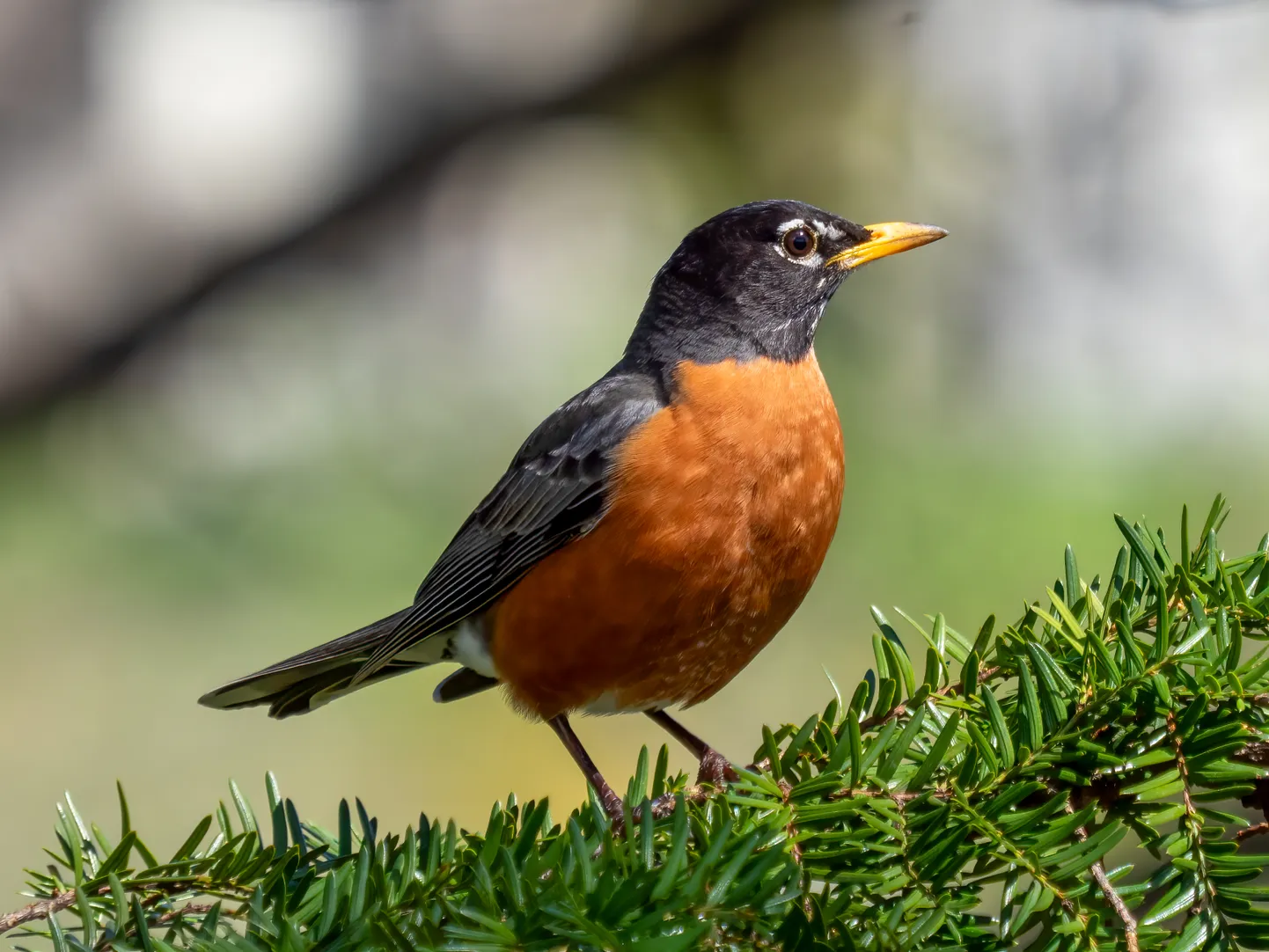 Punarind-rästas (Turdus migratorius)