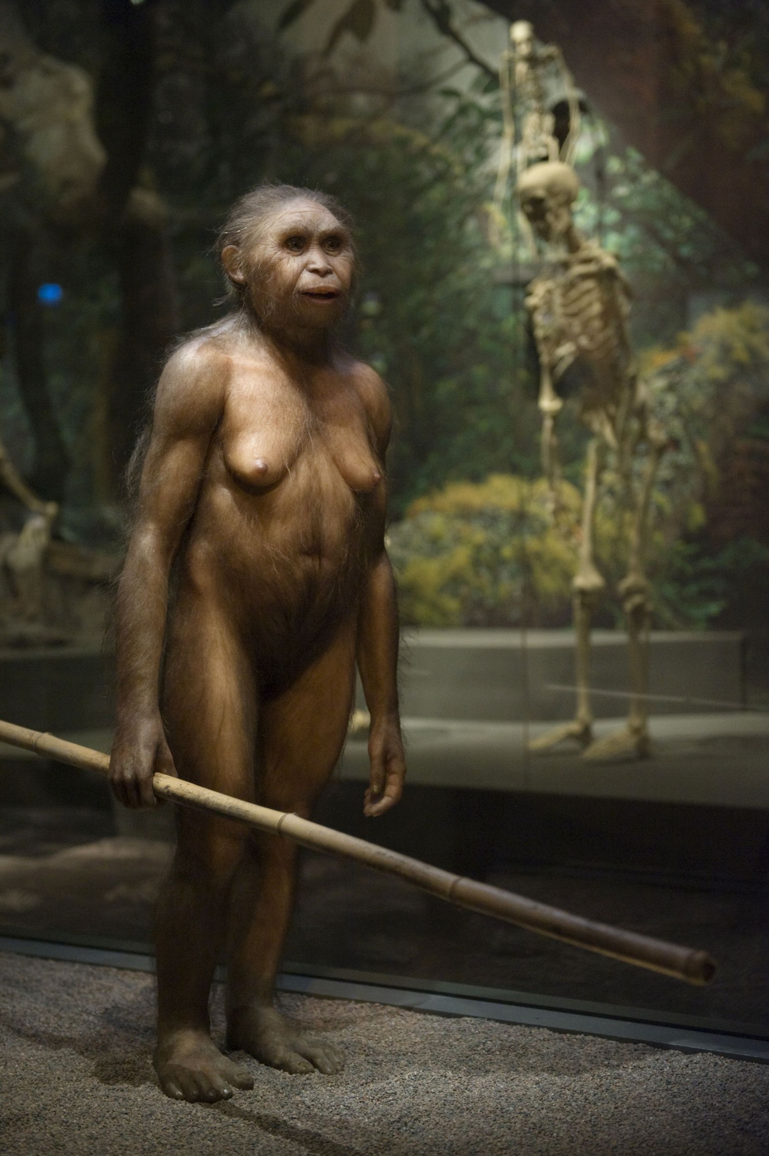 Homo Floresiensise mudel Stockholmi loodusmuuseumis.