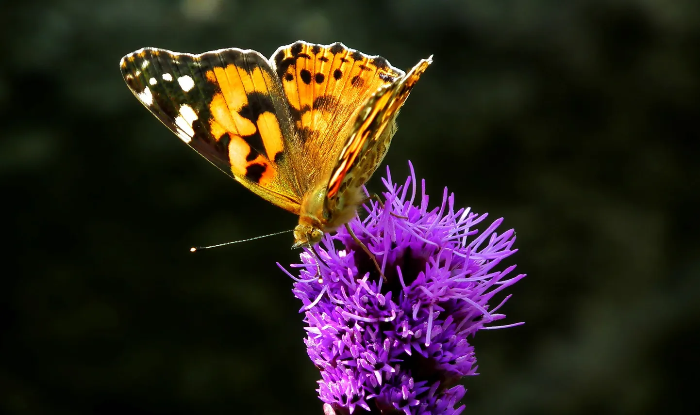 Цветок и бабочка. Иллюстративное фото.
