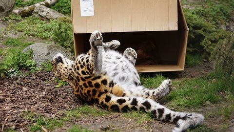 Kassid jäävad kassideks: ka leopardid armastavad tühje kaste