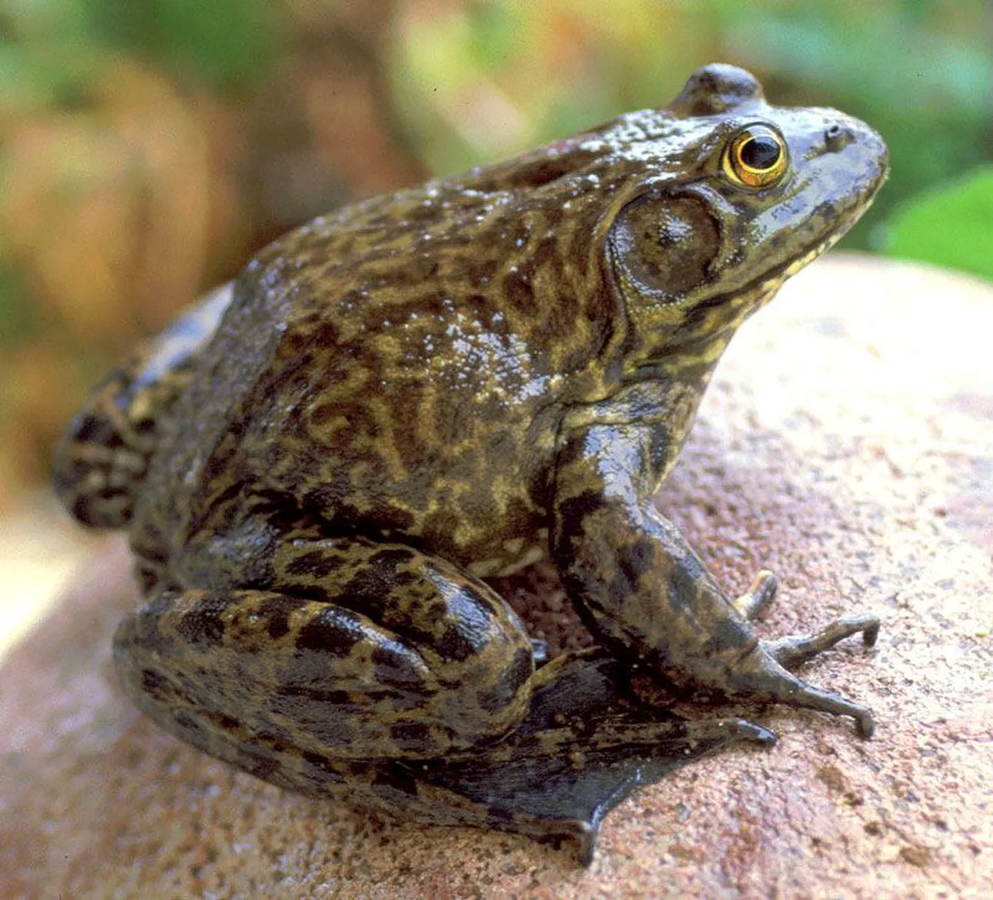 Härgkonn (Lithobates catesbeianus)