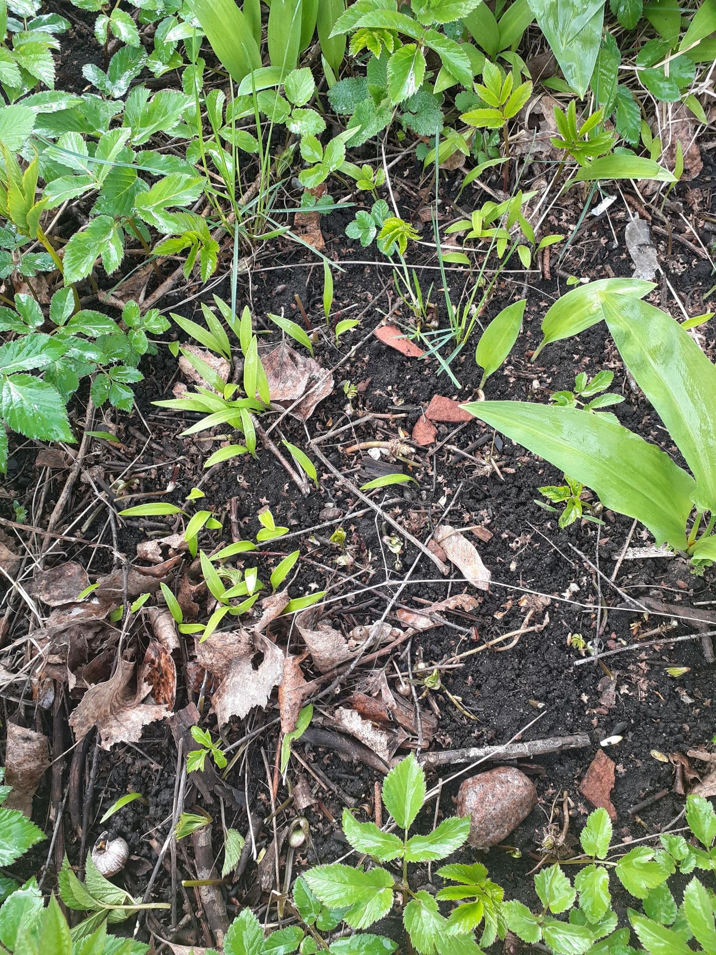 Väikesed seemnest võrsuvad karulaugud Supilinna viljakal mullal.