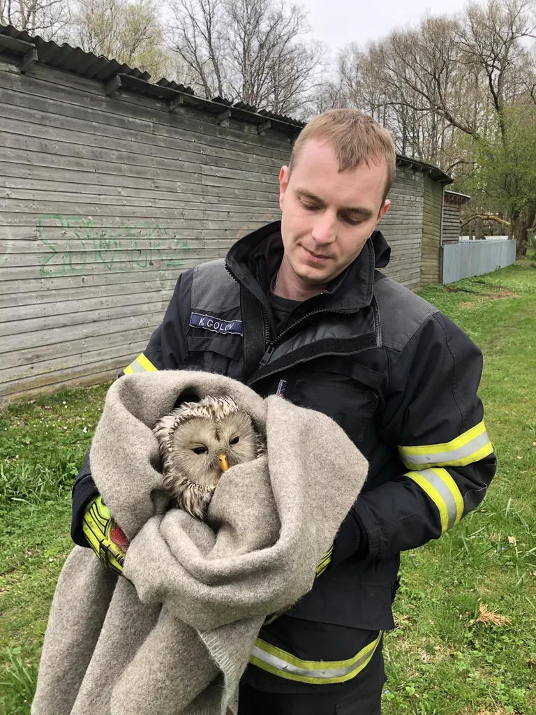 По словам спасателя, неясыть дала накрыть себя одеялом и отнести в машину