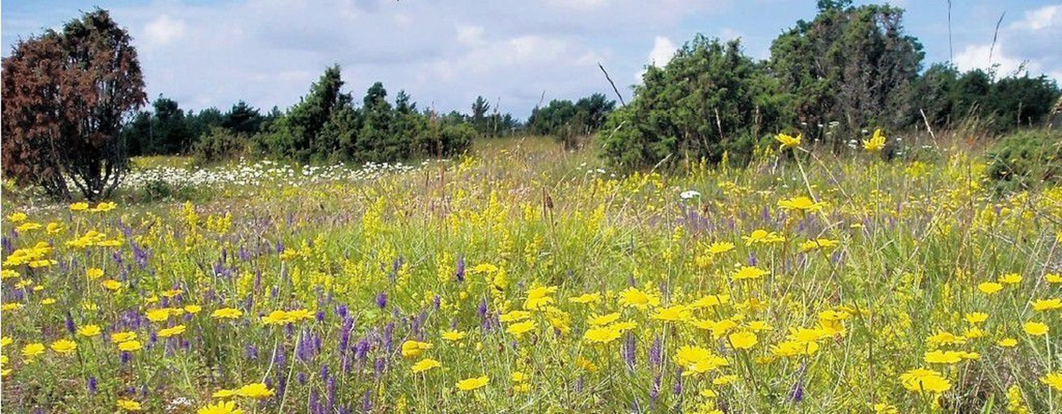 Lillede pillerkaar: Atla loopealne Saaremaal on heaks näiteks avatud maastikust, kus kasvab kümneid taimeliike.