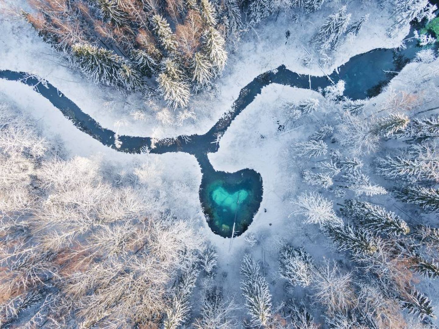 Mullu võitis peaauhinna Hans Markus Antson ja tema foto "Metsa süda".
