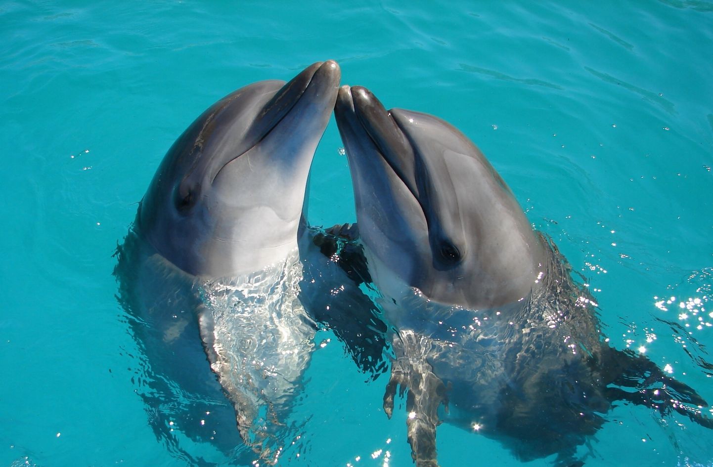 Delfīni. Ilustratīvs attēls