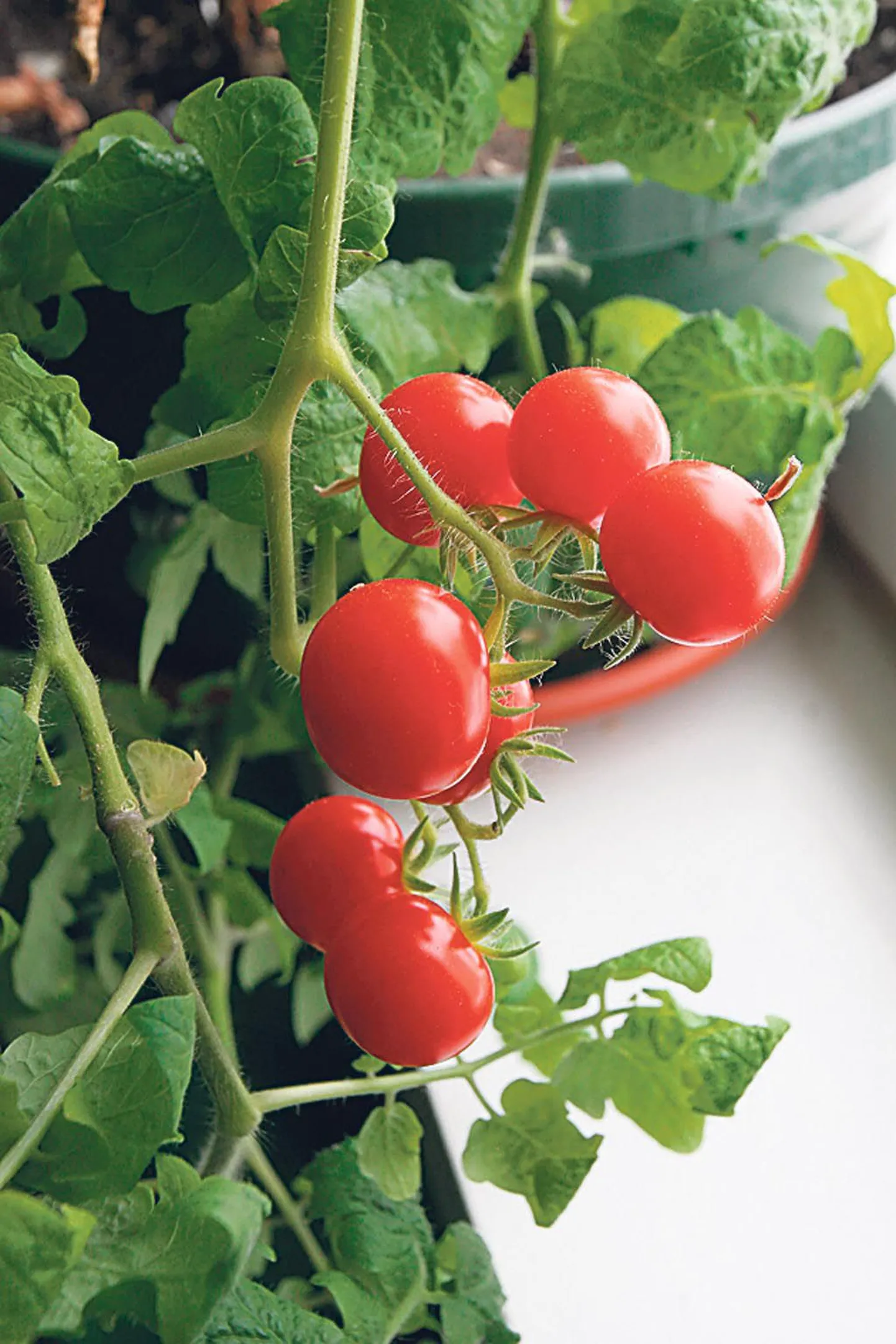 Kurgi- ja tomatisortide seast leiab selliseid, mis edukalt viljad toas aknalaua peal valmis kasvatavad.