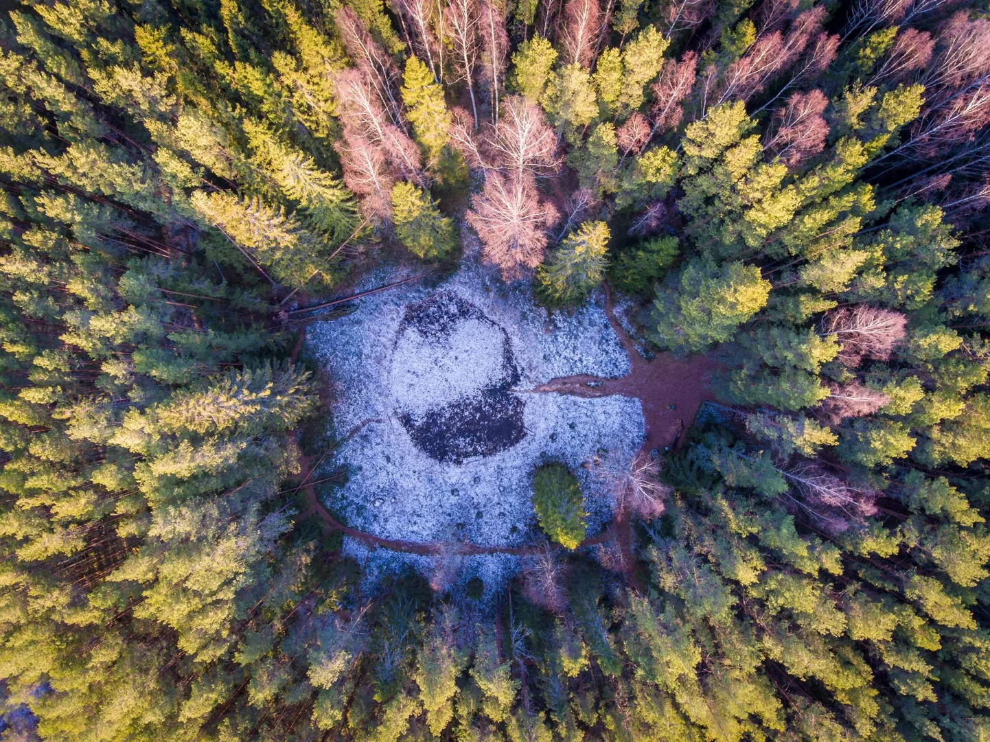 Лес.