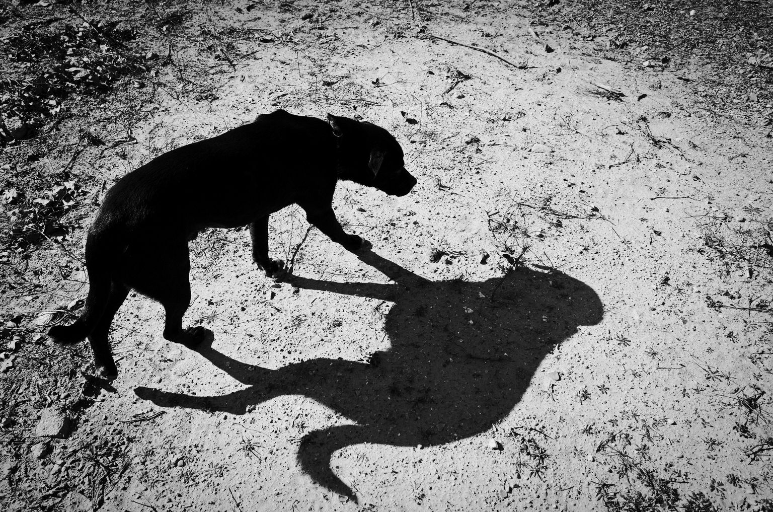 Must koer. Pilt on illustreeriv.