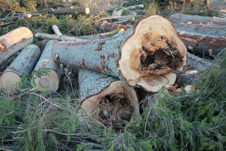 6.–9. aprillini raiuti Tapa linna lõunaküljel Roti metsas kuuse kooreüraski kahjustatud puid.