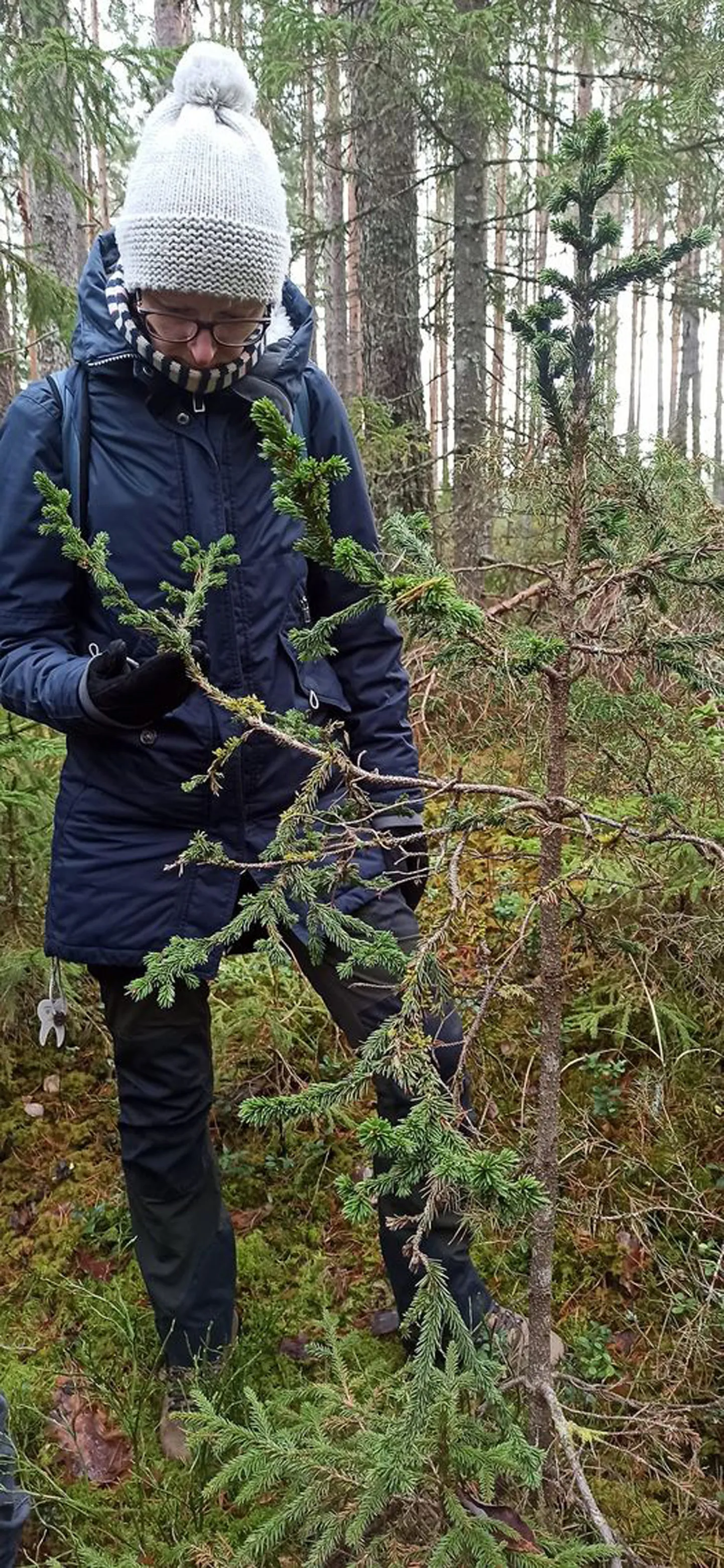 Pootsiku luitestikul silma jäänud omamoodi kuusk on kahtlemata vaatamisväärsus, ent mitte ussikuusk.