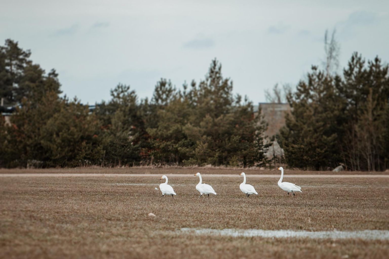 Eesti ornitoloogiaühing soovitab nii suurtel kui väikestel linnuhuvilistel veeta nädalavahetuse koduaias või looduses liikudes ja rändlinde vaadeldes.