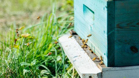 Viljandimaal hukkunud mesilaste mürgistusallikas jäi selgusetuks