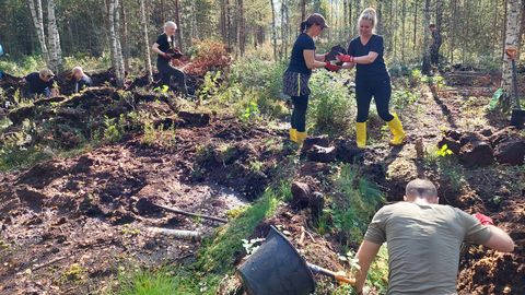 Tallinn kutsub vabatahtlikke Pääsküla raba taastamistalgutele
