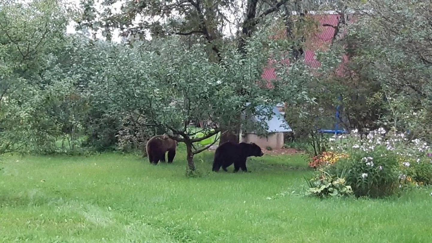 В волости Валка медведи заходят в сады.